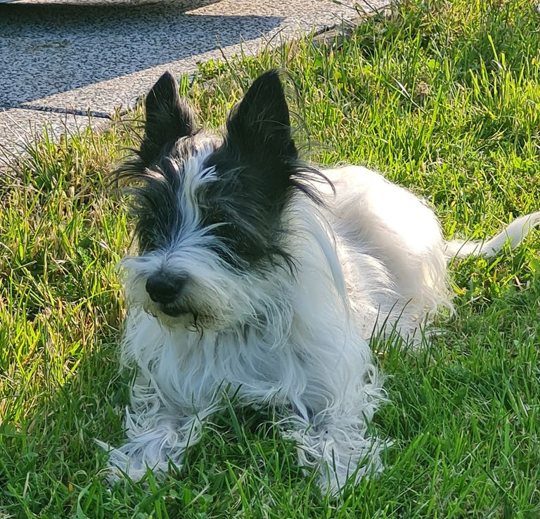 Idefix ist Gründer von Soul-Dogs-Coaching mit ihm fing alles an