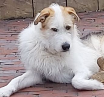 Mateja ist ein Trainer Hund von Petra Tenge Soul-Dogs-Coaching