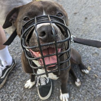Soul-Dogs-Coaching Verhaltensberater Verhaltenstherapie Trainer für Tierschutzhund