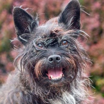 Trainer-Hund Lady aus dem Tierschutz lebt bei Petra Tenge