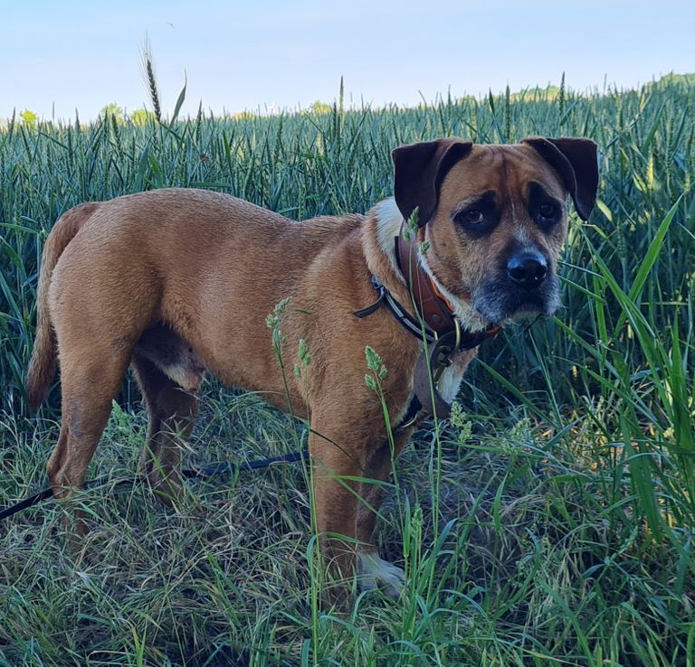 Bolle ist Trainer Hund von Petra Tenge Soul-Dogs-Coaching